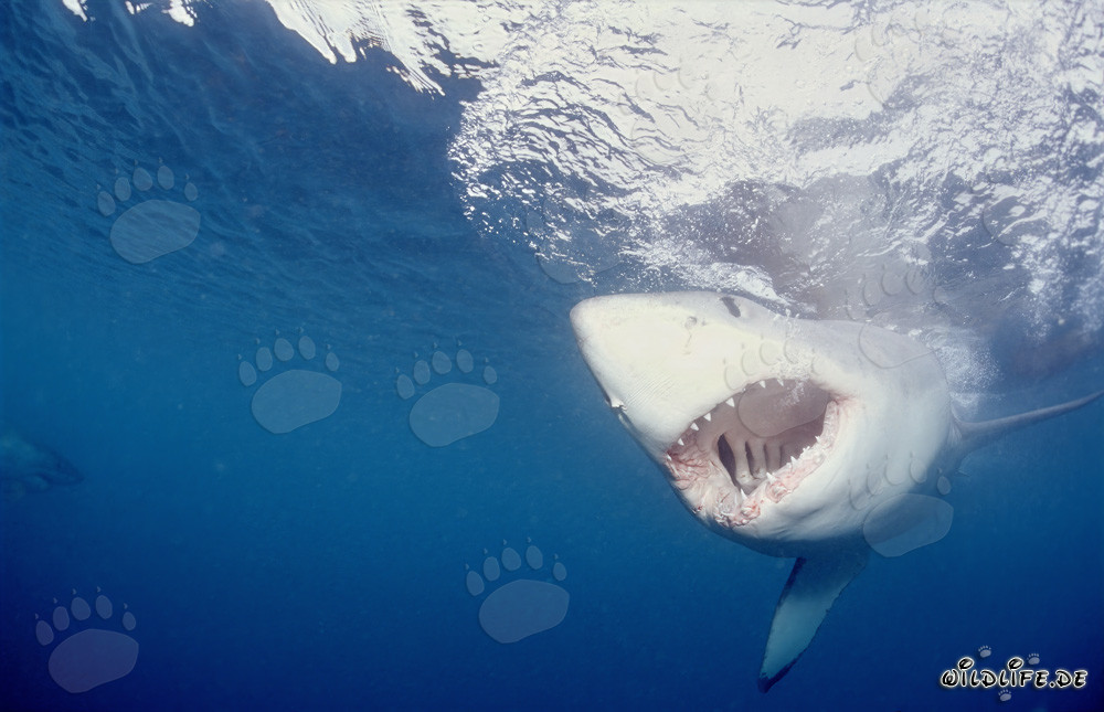 Un gran tiburón blanco fija la carnada