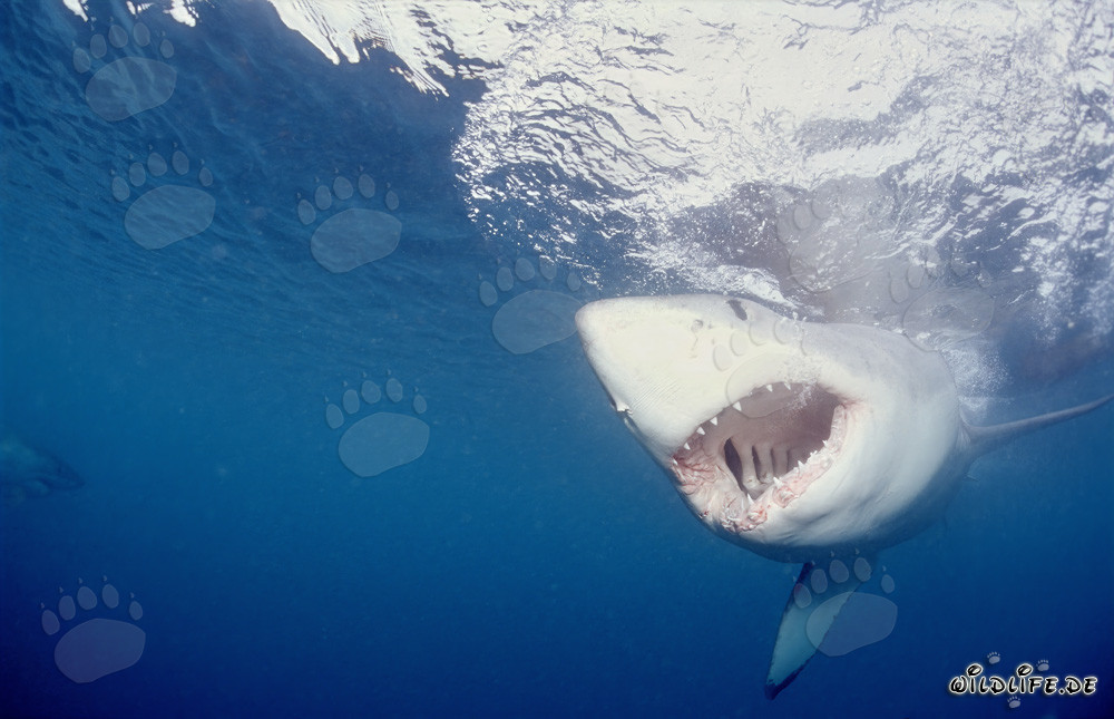 Un grand requin blanc fixe l'appât