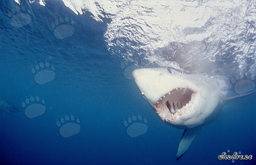 A Great White Shark staring at the bait