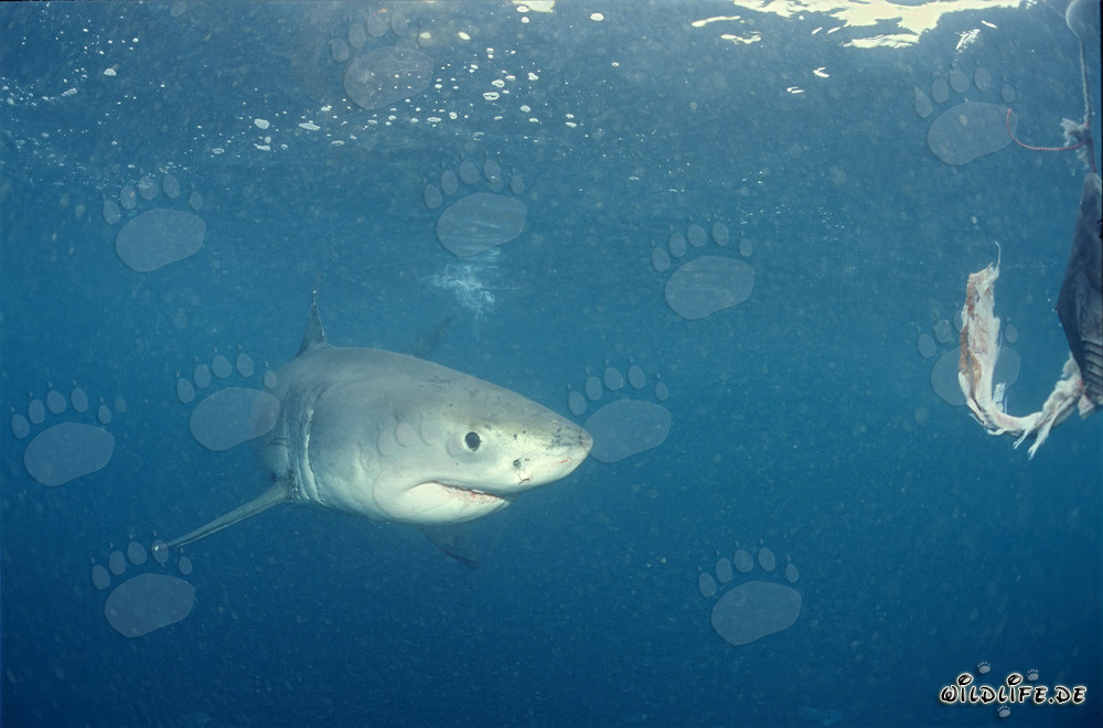 Baby great white shark reaches the fish bait