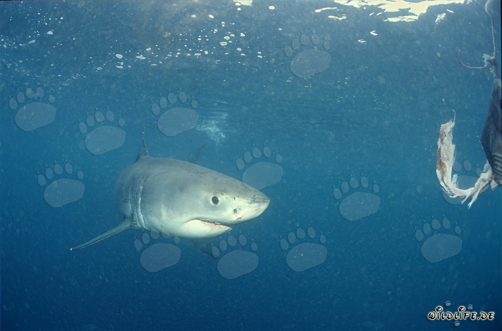 Jeune requin blanc atteint l'appât pour poissons