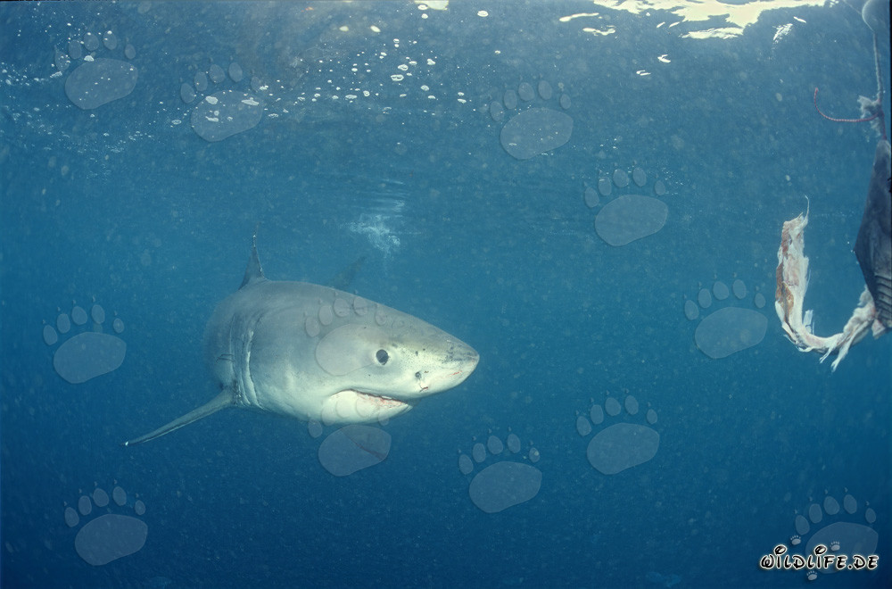 Tiburón blanco bebé alcanza el cebo de pescado
