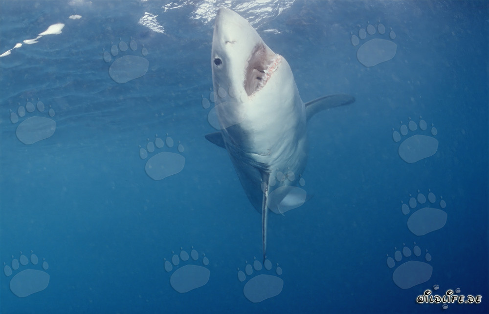 Requin blanc monte verticalement