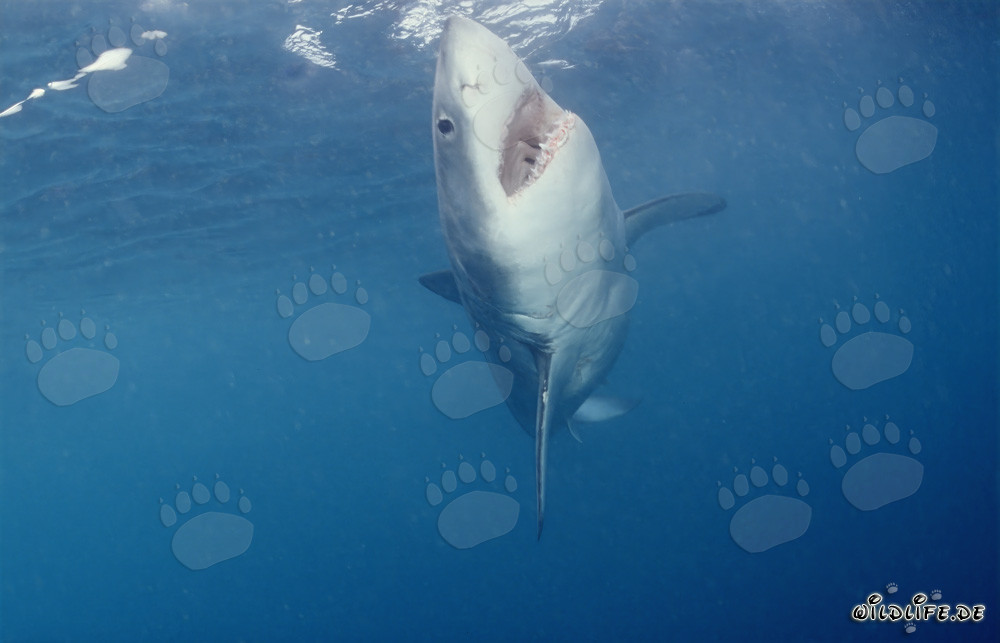 Tiburón blanco se eleva verticalmente