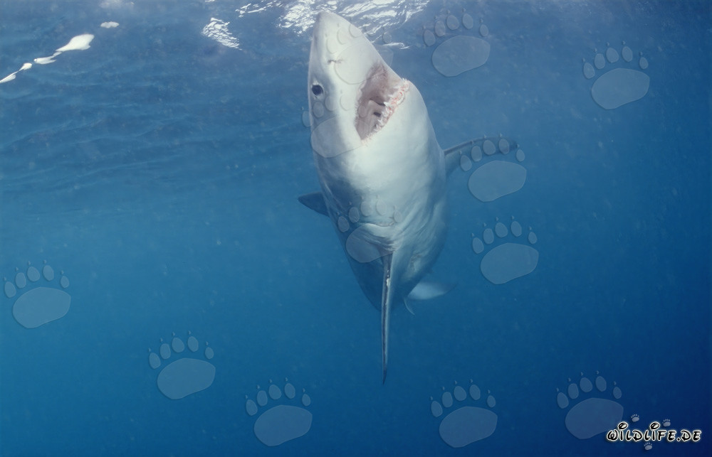 A white shark ascending to the ocean surface