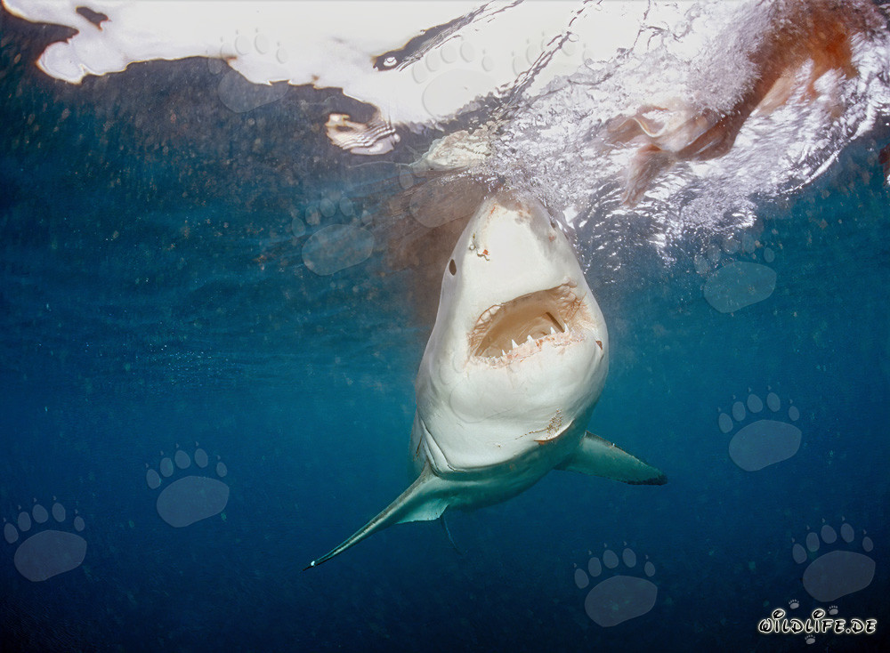 Great White Shark staring at the bait near Geyser Rock