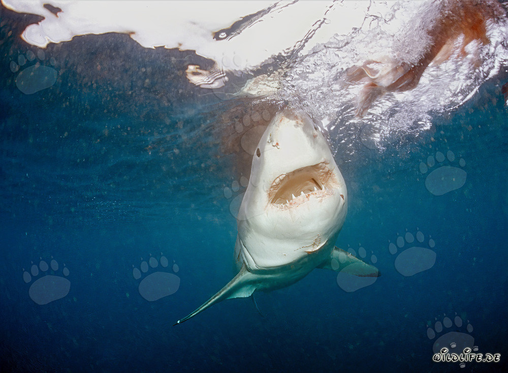 Grand requin blanc fixe l'appât devant l'île rocheuse Geyser Rock