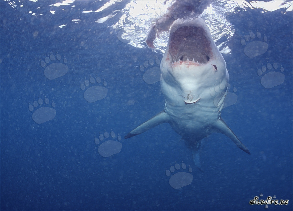 Grand requin blanc sur le point d'attaquer au large de la côte sud-africaine
