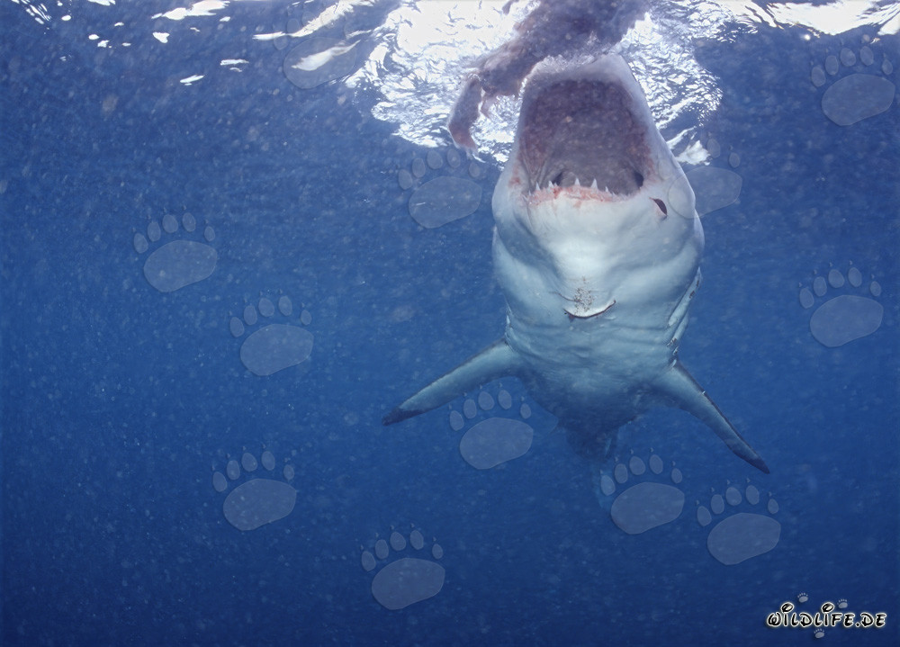Gran tiburón blanco a punto de atacar en la costa sudafricana