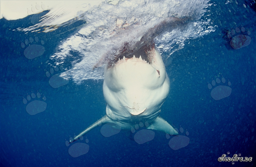 Le Grand Requin Blanc attaque