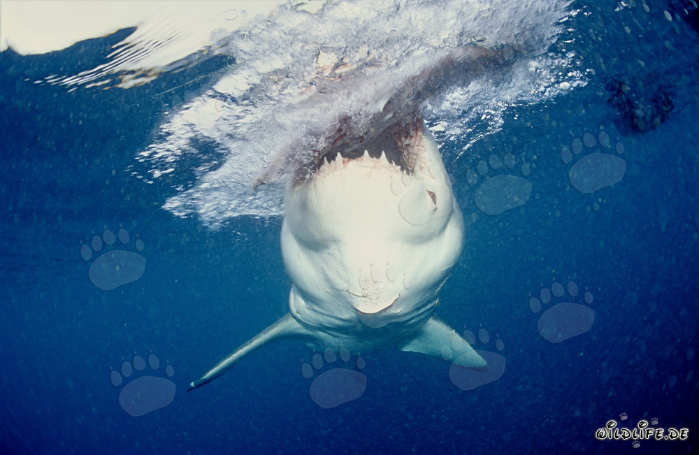 El Gran Tiburón Blanco muerde