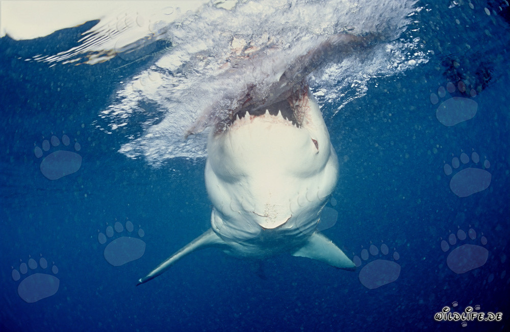 Great White Shark snapping
