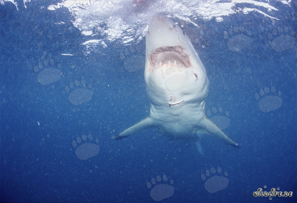 Le majestueux Grand Requin Blanc : symbole des mers