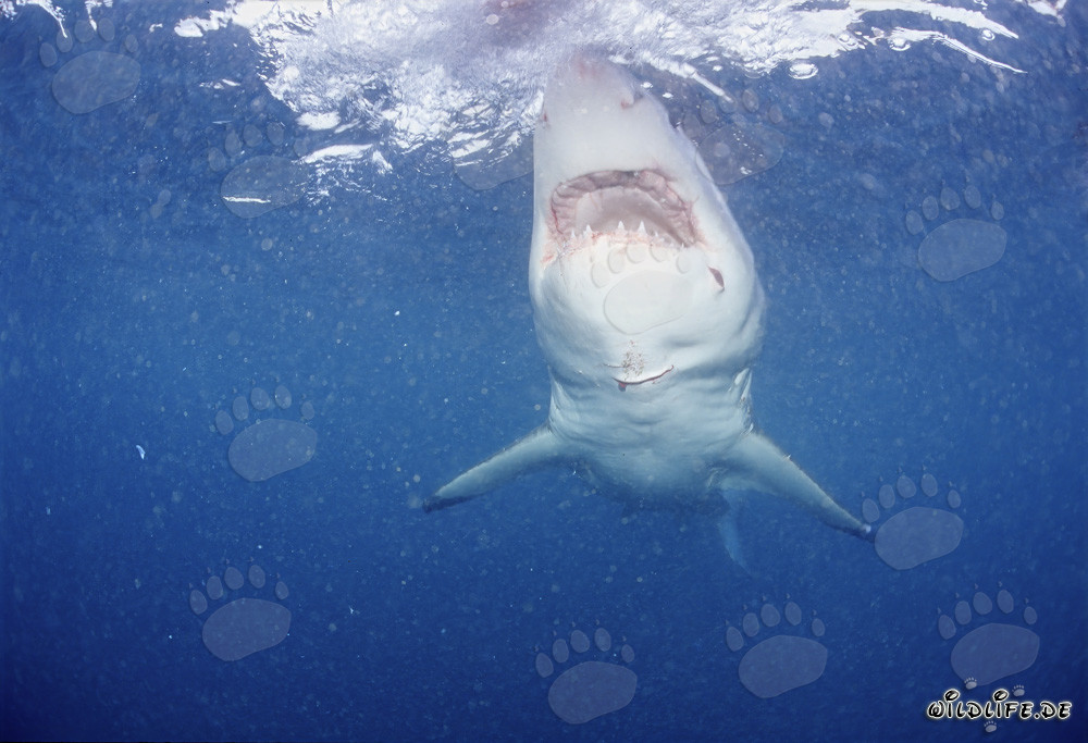 The majestic Great White Shark: Symbol of the Seas