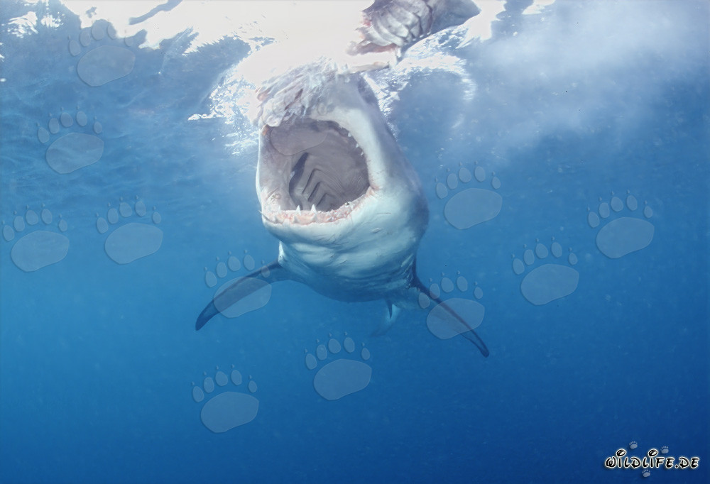 Impresionante vista: El Gran Tiburón Blanco muestra su poderosa mandíbula