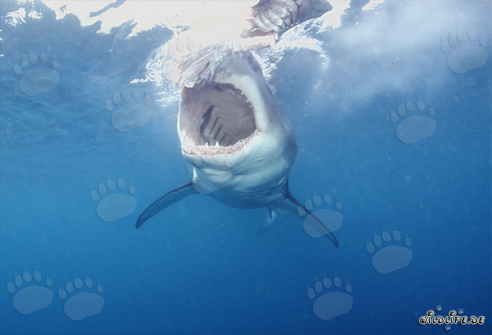 Vue impressionnante: Le Grand Requin Blanc montre sa puissante mâchoire
