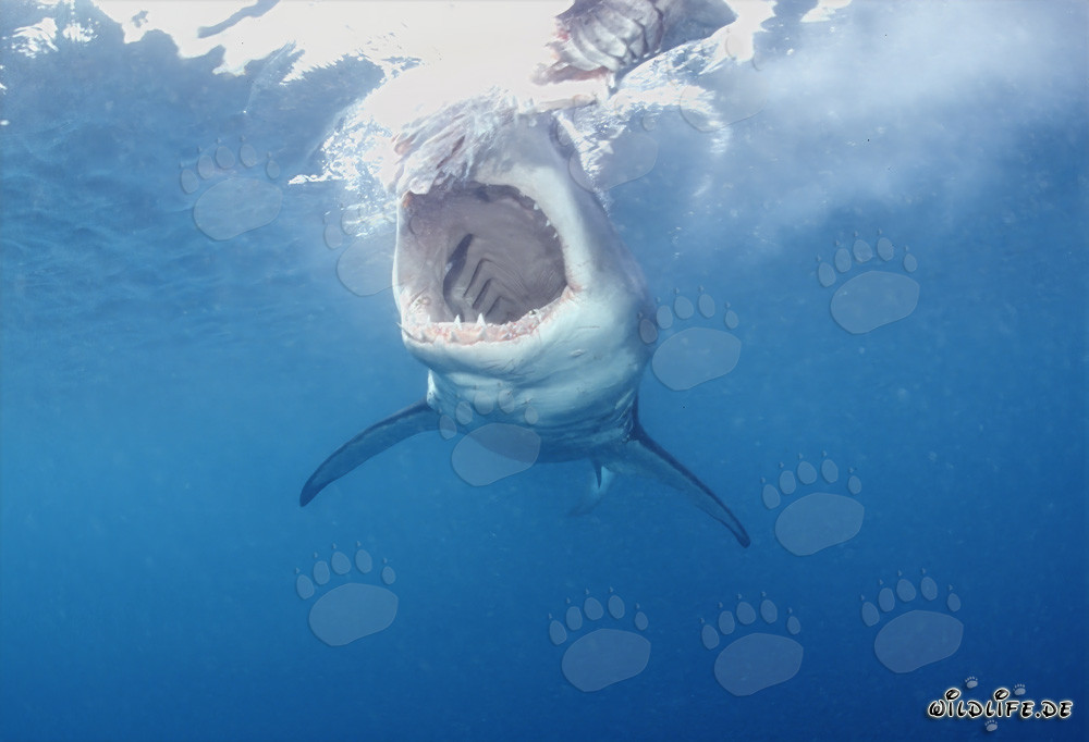 Impressive Sight: The Great White Shark Reveals its Powerful Jaws