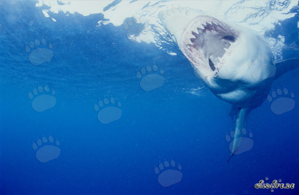 Le redoutable Grand Requin Blanc : Roi des mers