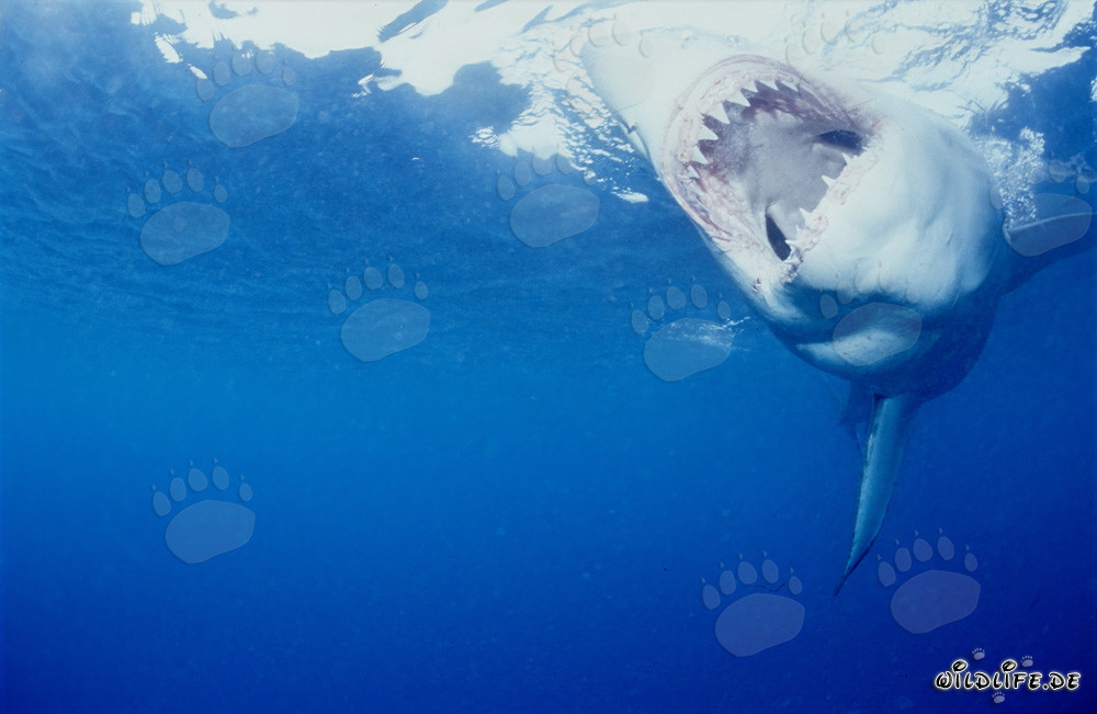 The impressive Great White Shark: King of the Seas