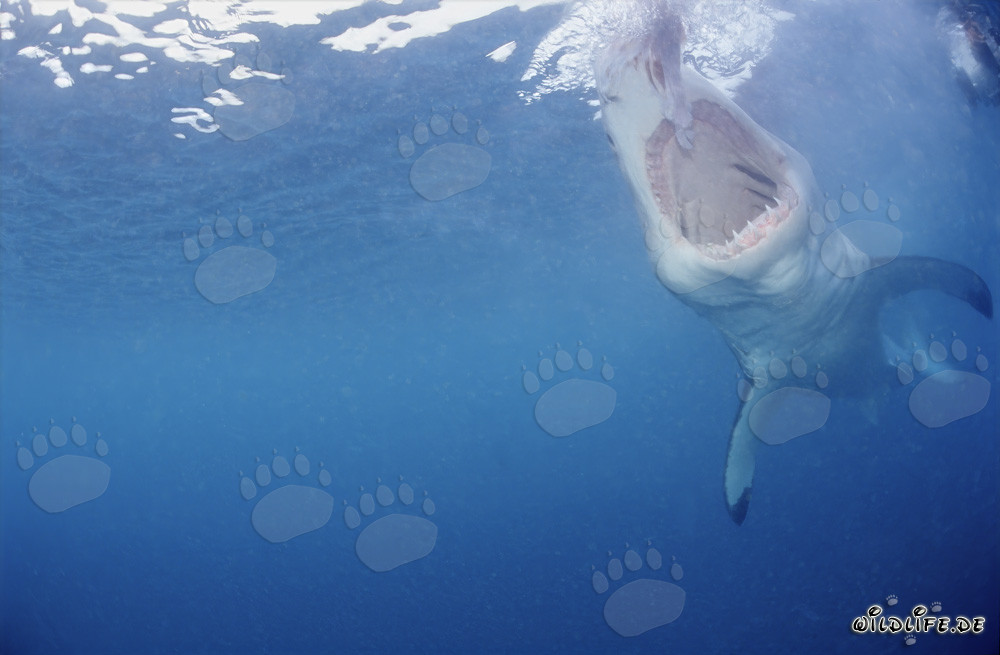 Tiburón blanco con la boca abierta bajo el agua