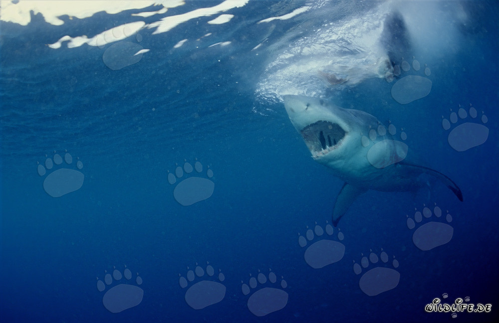 Impresionante Gran tiburón blanco acecha frente a la costa de Sudáfrica