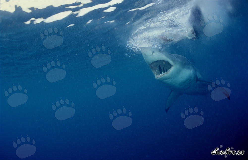 Impressive Great White Shark hunting off the coast of South Africa