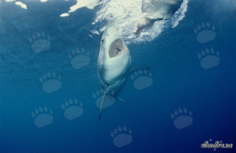 Grand Requin Blanc chassant devant l'île de Dyer, Afrique du Sud