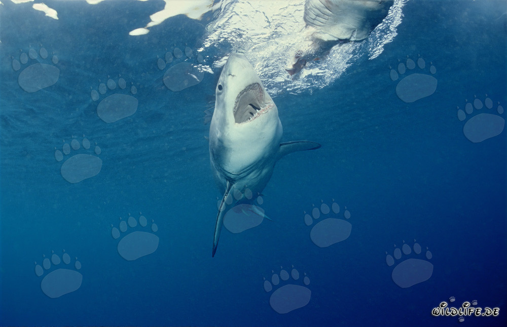 Gran Tiburón Blanco cazando frente a la Isla Dyer, Sudáfrica