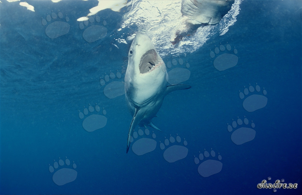 Majestic Great White Shark Hunting for Prey off Dyer Island, South Africa