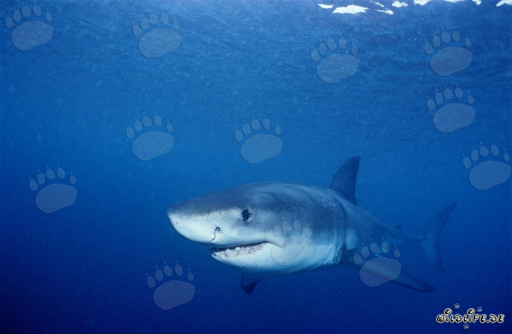 Baby Great White Shark exploring the waters around Geyser Rock