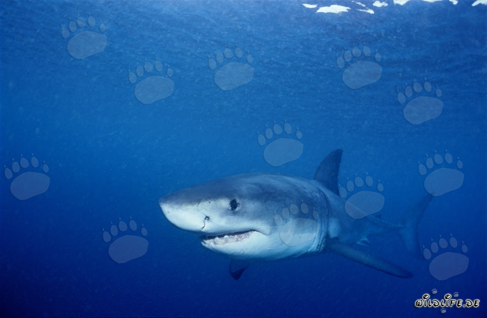Jeune Requin Blanc explore les eaux autour de Geyser Rock