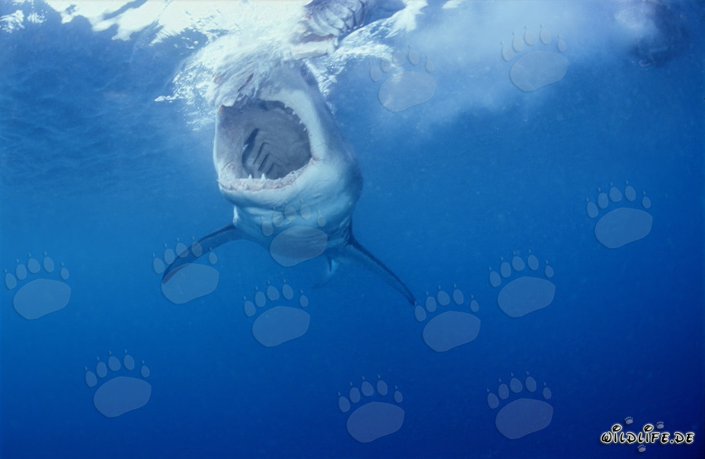 Fascinante vista del Gran Tiburón Blanco en alta mar frente a Sudáfrica