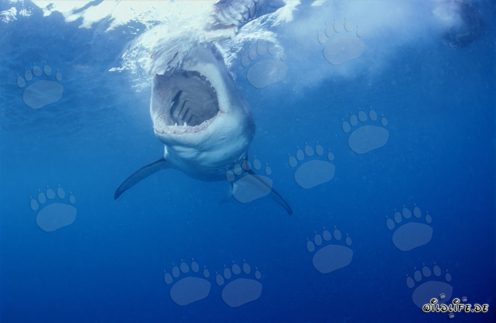 Vue fascinante du Grand Requin Blanc en haute mer au large de l'Afrique du Sud