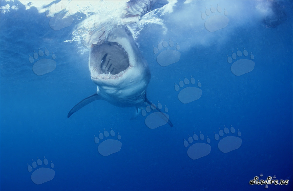 Fascinating sight of the Great White Shark in the open sea off South Africa