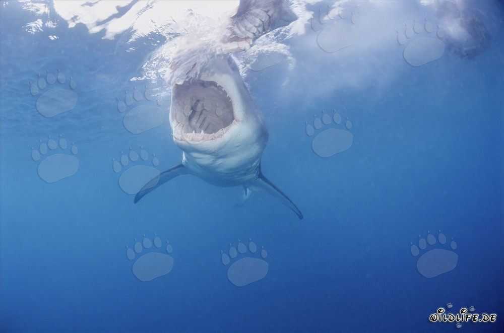 Le majestueux Grand Requin Blanc : Roi des mers