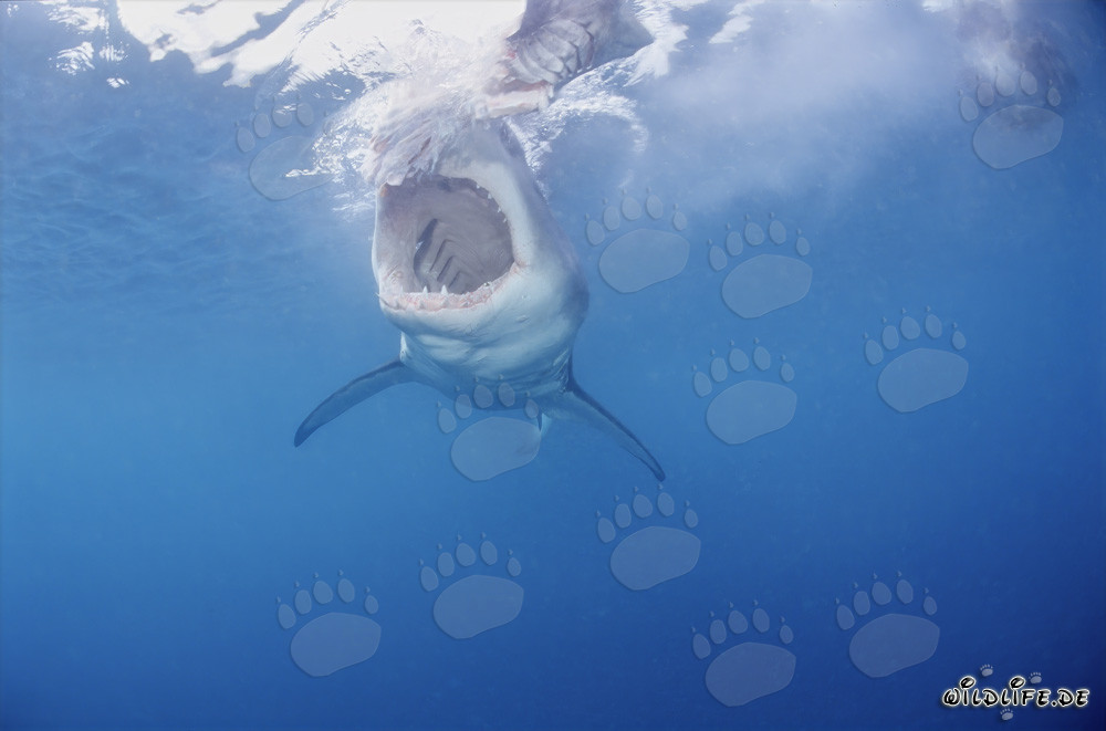 The majestic Great White Shark: King of the Seas
