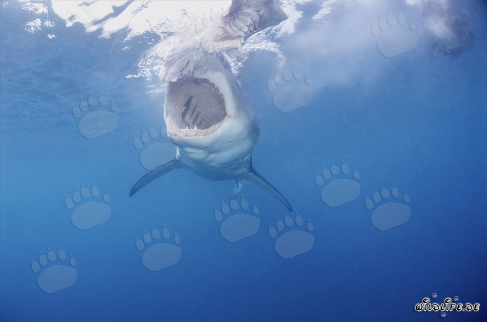 El majestuoso Tiburón Blanco: Rey de los mares