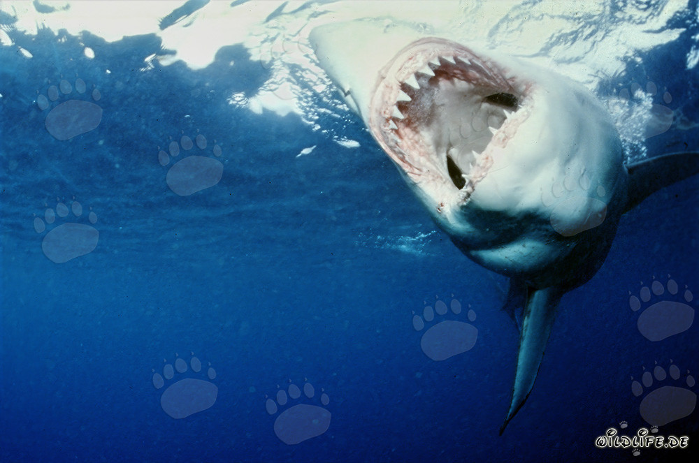 Précis et efficace : les impressionnants outils de morsure du grand requin blanc