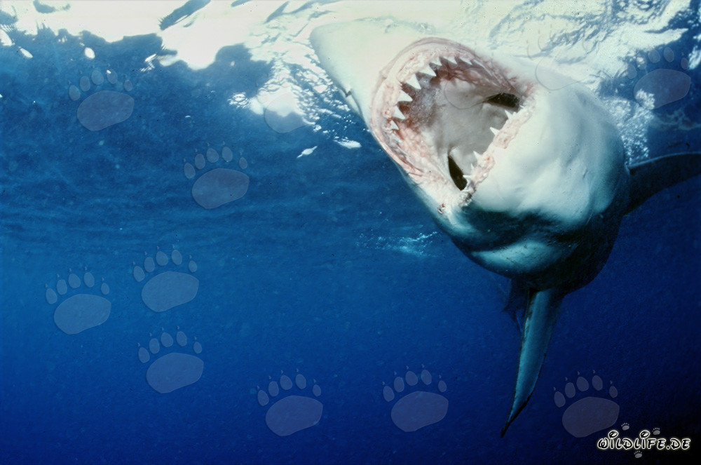 Preciso y eficiente: las impresionantes herramientas de mordida del tiburón blanco