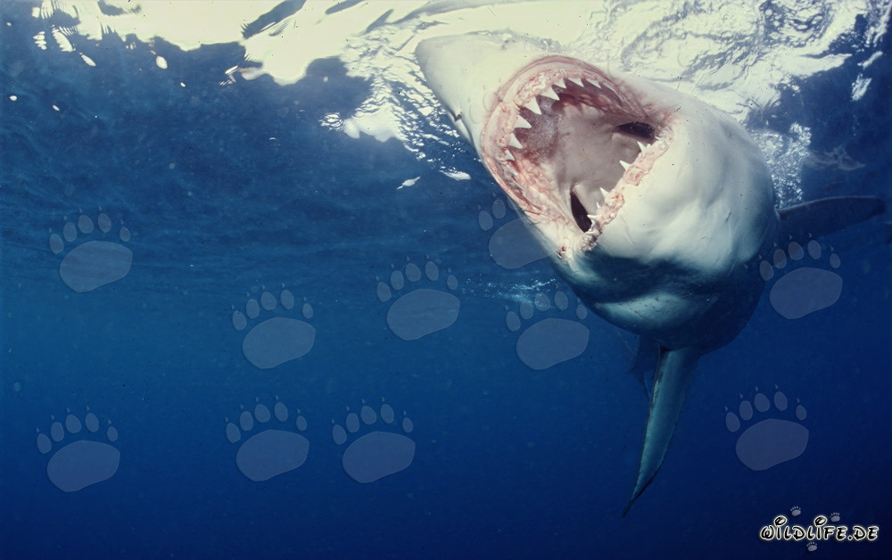 Chasseur efficace et redouté : Le Grand Requin Blanc et ses impressionnantes dents