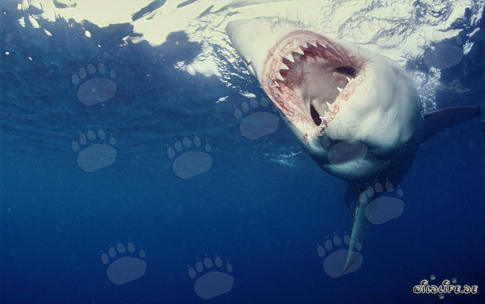 Cazador eficiente y temido: El Gran Tiburón Blanco y sus impresionantes dientes