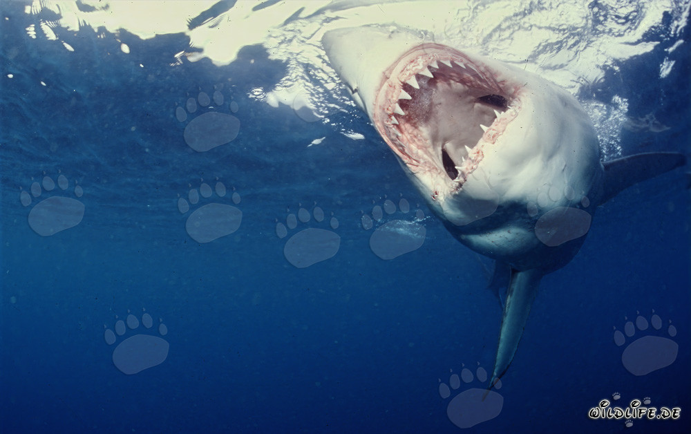 Efficient and feared predator: The Great White Shark and its impressive jaws