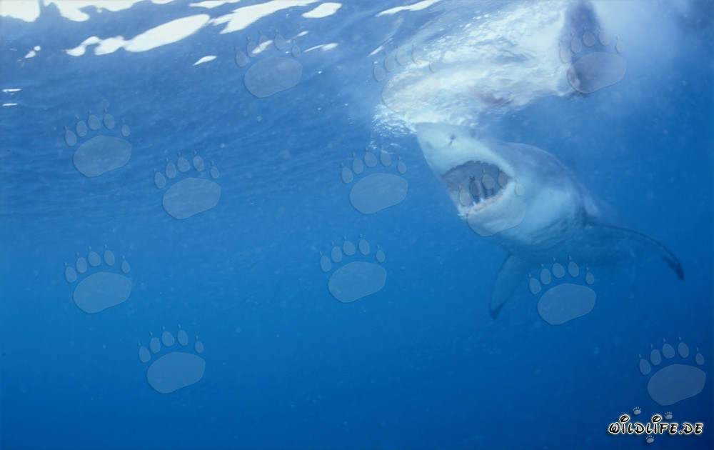 Grand requin blanc avec la gueule ouverte, prêt à chasser un phoque
