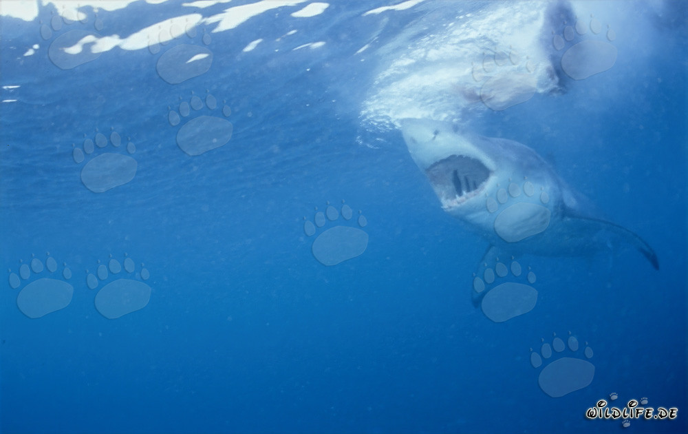 Impressive Great White Shark with Open Jaws, Ready to Hunt a Seal