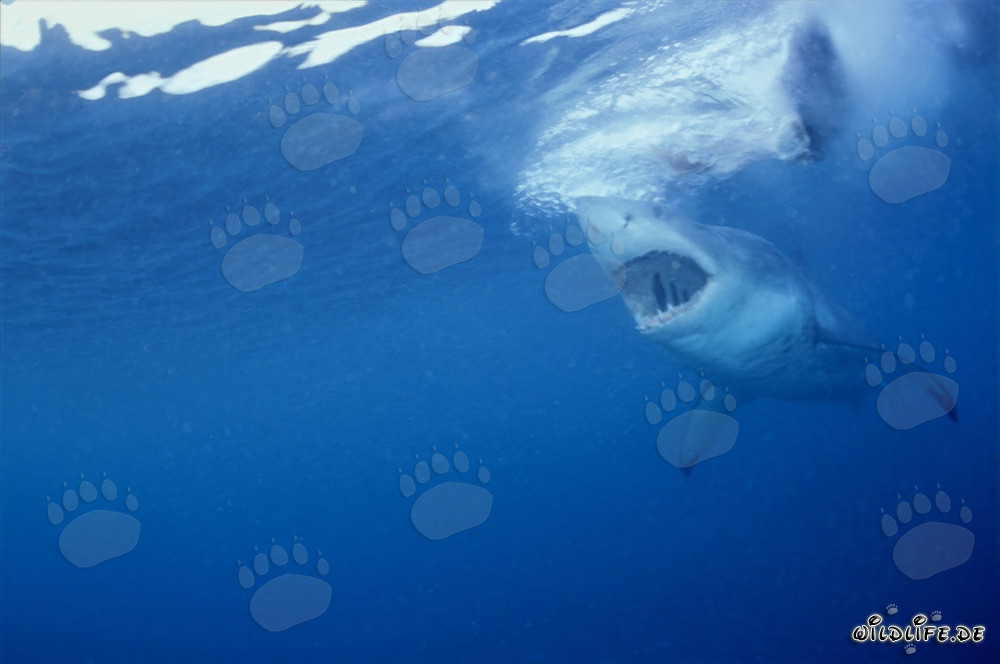 Fascinating Great White Shark - A View from a Seal's Perspective