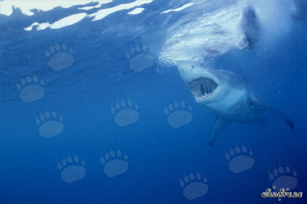 Affascinante squalo bianco - Sguardo attraverso gli occhi di una foca
