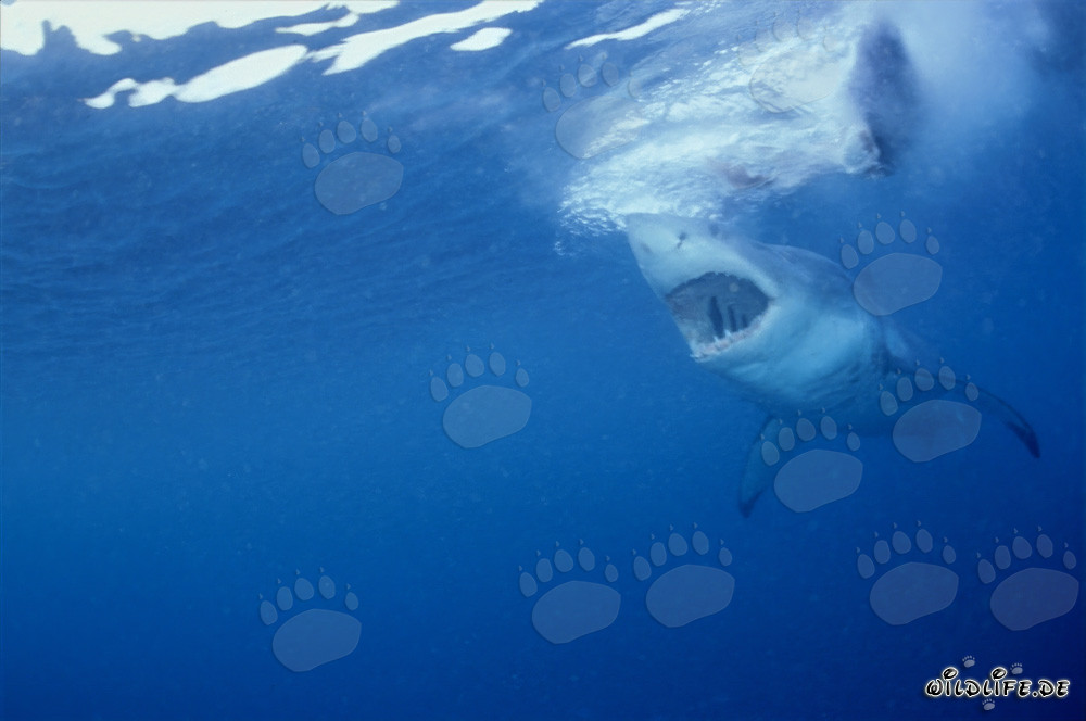 Fascinante tiburón blanco - Mirada a través de los ojos de una foca