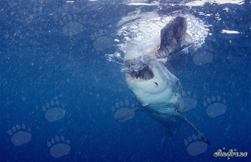 Grand requin blanc arrache un morceau de l'appât