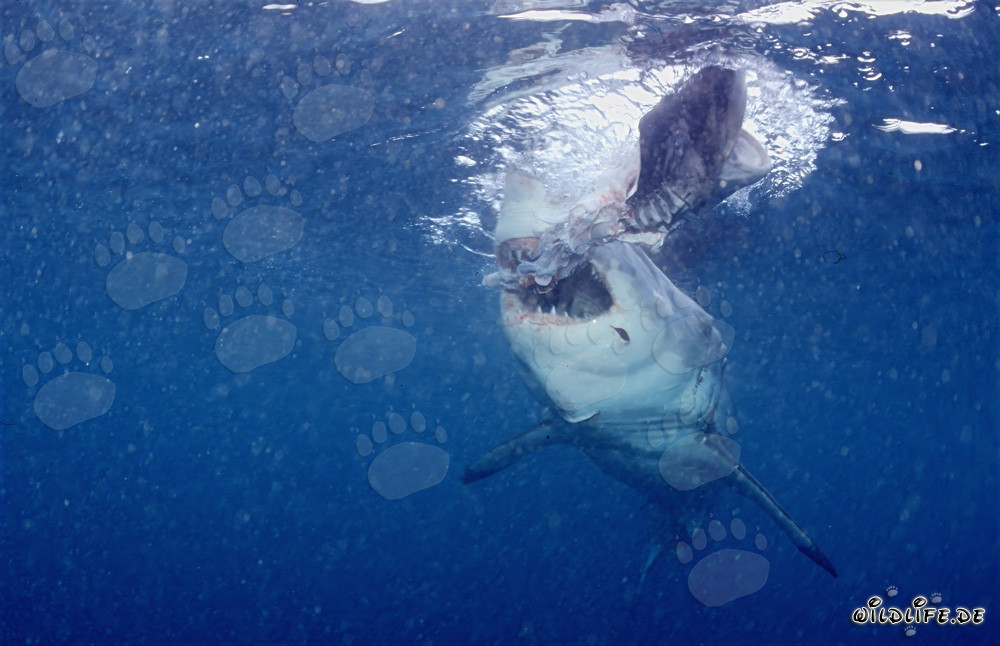 Great White Shark tears a piece off the bait