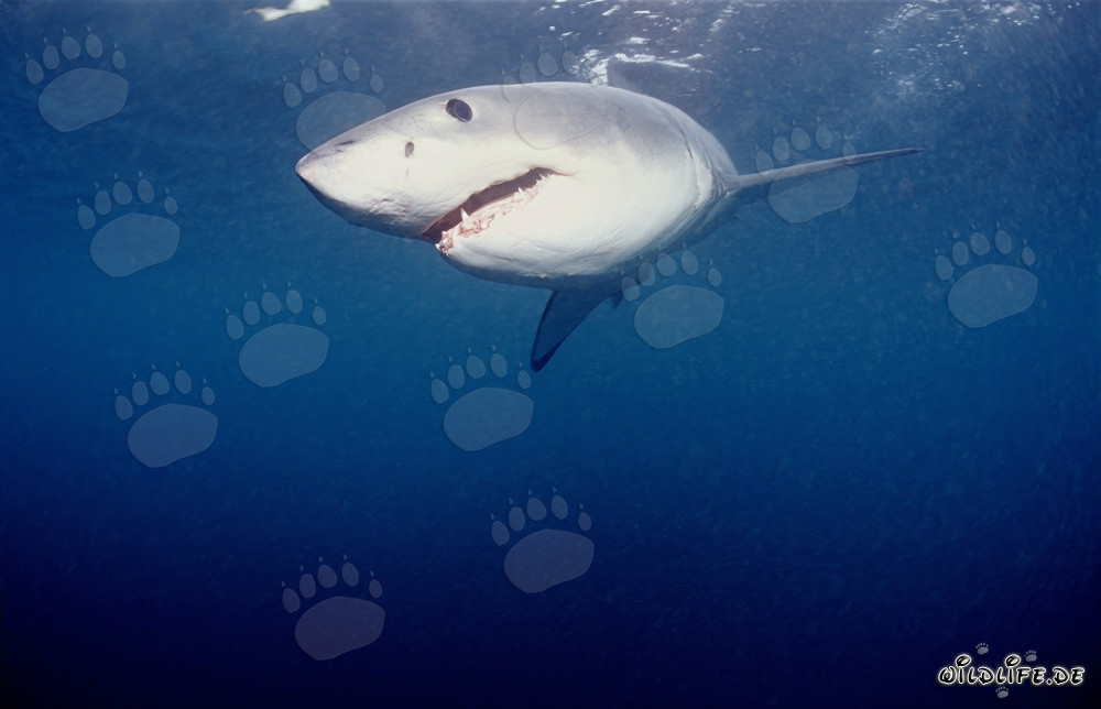 Grand requin blanc puissant chassant des phoques au large de la côte sud-africaine